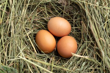 Çiftliğin kırsal kesimdeki yaşam tarzı, kırsal kesimdeki taze yumurtalar.
