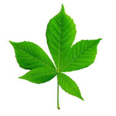 Yeşil kestane yaprağı beyaza izole edilmiş. Dosya kırpma yolu içeriyor.
