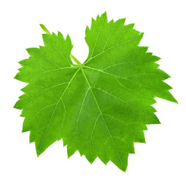 İzole bir arka planda yeşil üzüm yaprağı. Dosya kırpma yolu içeriyor. Tam alan derinliği.