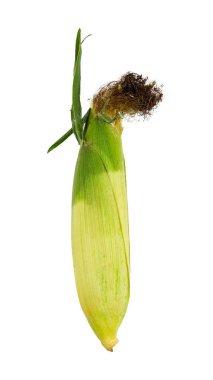 Beyaz arka planda izole edilmiş kabuklu tatlı mısır. Dosya kırpma yolu içeriyor. Tarım konsepti. Tahıl hasadı.