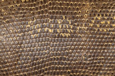 Yılan derisi deri ve doku arka planı. Deri desenli arka plan. Üst görünüm.