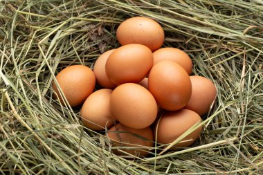 Çiftliğin kırsal kesimdeki yaşam tarzı, kırsal kesimdeki taze yumurtalar.