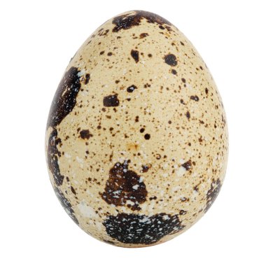 Bir bıldırcın yumurtası. Beyaz arka planda izole edilmiş. Dosya kırpma yolu içeriyor.