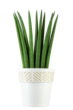 Sansevieria silindirik beyaz arka planda izole edilmiş. Tencerede iç mekan bitkileri. Dosya kırpma yolu içeriyor. 