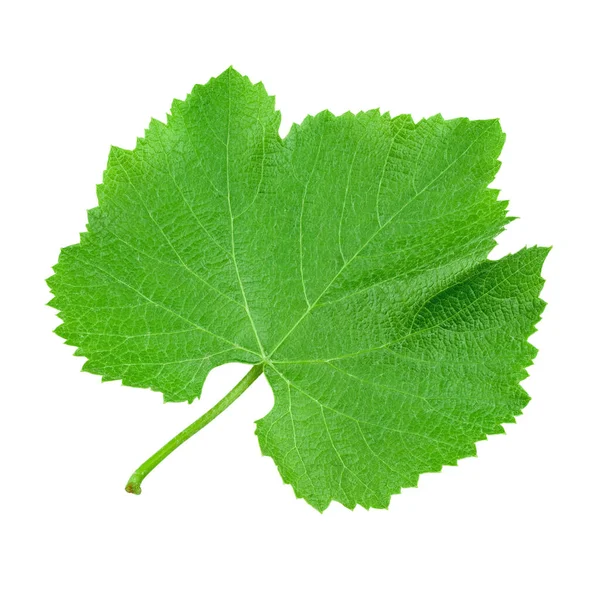 Grünes Traubenblatt Auf Isoliertem Hintergrund Datei Enthält Schnittpfad Volle Schärfentiefe — Stockfoto
