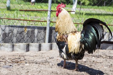 Çiftlikteki horoz