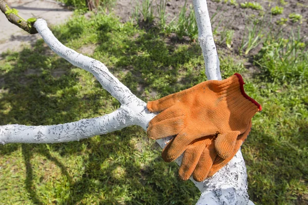 Work gloves hanging on a tree — Stock Photo, Image
