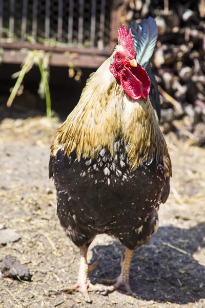 Näbb — Stockfoto