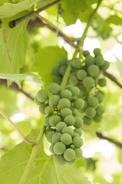 Groene druif — Stockfoto