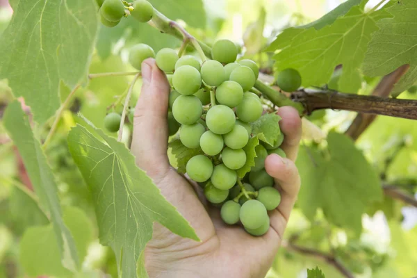 Druiven in hand — Stockfoto