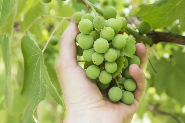 Druiven in hand — Stockfoto