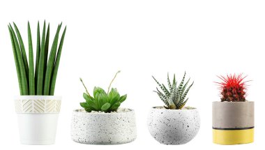 Modern seramik ve beyaz arka planda izole edilmiş beton kaplarda çeşitli sulu ve kaktüsler. Dosya kırpma yolu içeriyor.