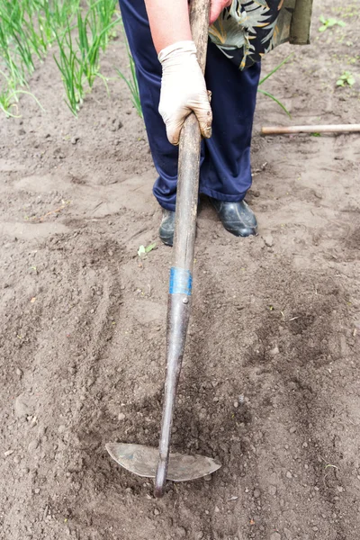 Hoe in the hands of the gardener, hand in rubber gloves, in the background growing green — Stock Photo, Image