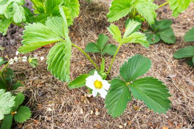 Çilek yere çiçek açan bush