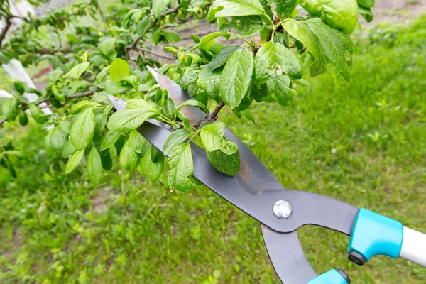 Pruning shears trees — Stock Photo, Image
