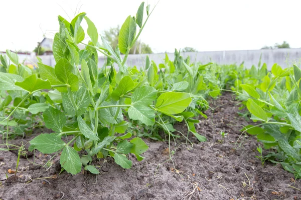 エンドウ豆、地面に成長をクローズ アップ — ストック写真
