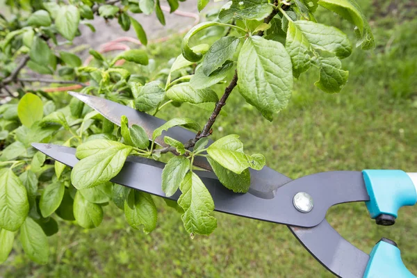 Scissors for cutting branches — Stock Photo, Image