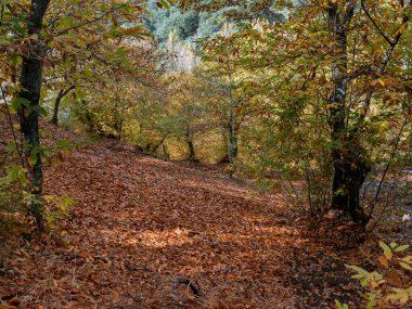 A chestnut forest in autumn with brown leaves. Trekking route, scenic, around the villages of Parauta, Cartajima and Igualeja in Malaga, Spain clipart