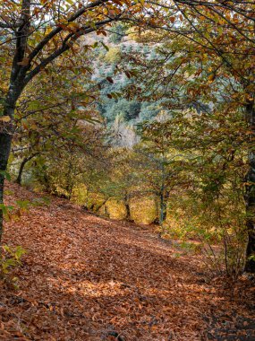 Sonbaharda kahverengi yapraklı bir kestane ağacı. İspanya 'nın Malaga kentindeki Parauta, Cartajima ve Igualeja köylerinin çevresindeki güzergah, manzara.