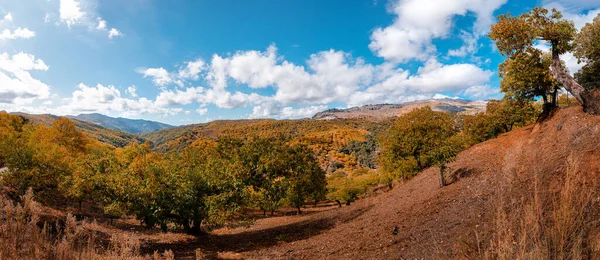 Panoramiczny Widok Góry Serrania Ronda Kasztanowy Las Jesienią Trasa Trekkingowa — Zdjęcie stockowe