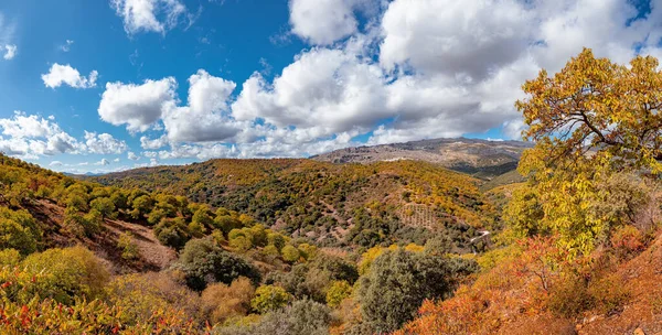 Sonbaharda Serrania de Ronda dağlarının ve kestane ormanlarının panoramik manzarası. İspanya 'nın Malaga kentindeki Parauta, Cartajima ve Igualeja köylerinin çevresindeki güzergah, manzara.