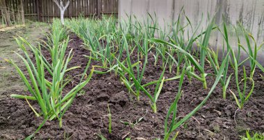 Baharda sebze bahçesinde yetişen yeşil sarımsak bitkileri, yakın plan. Bahçede sarımsak yetiştiriyor. Sebze bahçesi, otlar, fideler, sarımsak, taze sarımsak, vitaminler, yataklar, tüyler, sağlıklı.