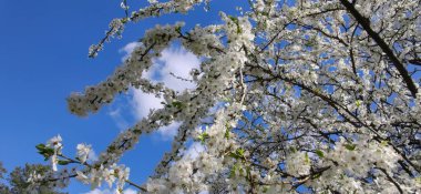 Kirazlı erik çiçekleri. Mavi gökyüzünün arka planında, güneş ışınlarıyla erik çiçekleri. Bahar, arkaplan