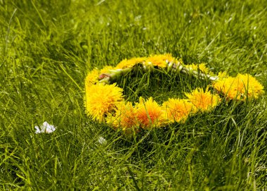 Yeşil çimlerin üzerinde bir sarı karahindiba çelengi örülür. Bahar çiçeği çelengi. Çiçeklerin doğal çelengi. Doğa konsepti, gelenekler.