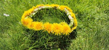 Yeşil çimlerin üzerinde bir sarı karahindiba çelengi örülür. Bahar çiçeği çelengi. Çiçeklerin doğal çelengi. Doğa konsepti, gelenekler.