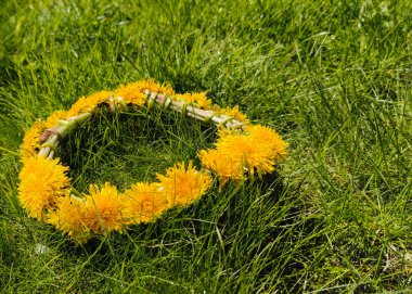 Yeşil çimlerin üzerinde bir sarı karahindiba çelengi örülür. Bahar çiçeği çelengi. Çiçeklerin doğal çelengi. Doğa konsepti, gelenekler.