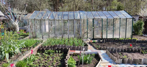 嫩绿色的植物 春天的郁金香花 旁边的玻璃温室生长在花园的床上 春天的园圃 阳光灿烂的日子 Dacha用自己的手 — 图库照片