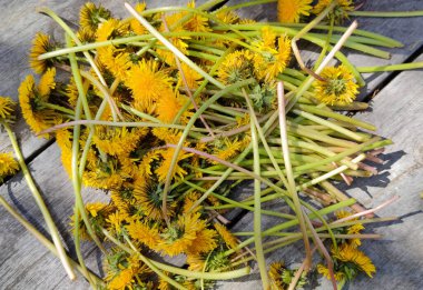 Ahşap bir yüzeyde bir buket gevşek sarı karahindiba. Sayısız karahindiba çiçeği. Arkaplan, boşluğu kopyala.