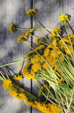 Ahşap bir yüzeyde bir buket gevşek sarı karahindiba. Sayısız karahindiba çiçeği. Arkaplan, boşluğu kopyala.