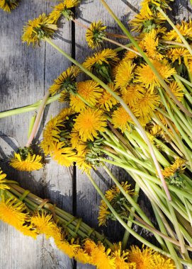 Bir grup güzel sarı karahindiba ahşap bir yüzeye saçılmış. Dağınık karahindibalar.