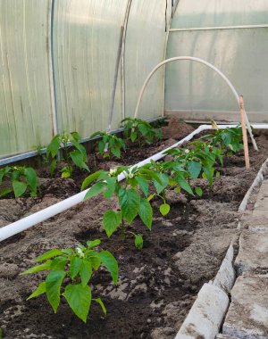 Yeşil biber tohumları baharda bir seradaki bahçe yatağında yetişir. Biber ekiyorum. Biber yetiştiriyorum. Dolmalık biberli sera. Bardaklardaki tohumlar.