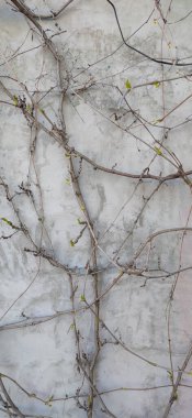 Duvarda asma var. İlkbaharda kız üzümlerinin doğal arkaplanı. Vahşi sarmaşıklar. Evin duvarına bitkiler, dekorasyon..