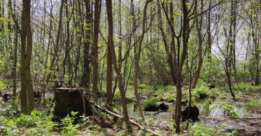 Parktaki patika ve güzel ağaçlar. Koşmak, yürümek ve bisiklete binmek için izler. Güneş ışığı arkaplan kavramı, rahatlama.