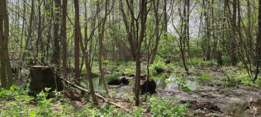 Parktaki patika ve güzel ağaçlar. Koşmak, yürümek ve bisiklete binmek için izler. Güneş ışığı arkaplan kavramı, rahatlama.