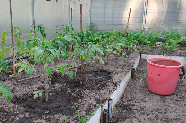 Tomato seedlings grow in the spring in a garden bed in a greenhouse. Planting tomatoes. Growing a tomato. Greenhouse with tomatoes. Seedlings in cups.