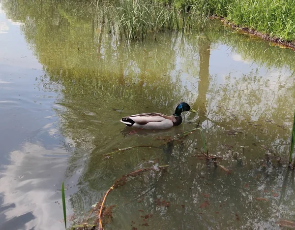 Mallard Duck Swimming Pond City Park — Stock Photo, Image