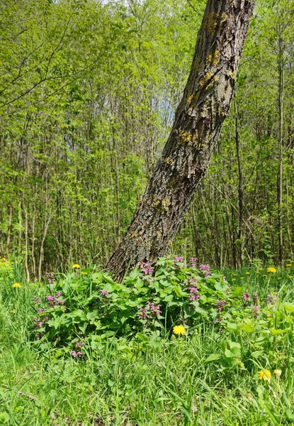 Мосс Дереве Весенний Лес Цветы Мху Флора Фауна — стоковое фото