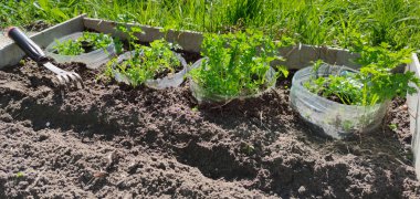 Baharda bahçede maydanoz. Maydanoz yatakları. Baharat.