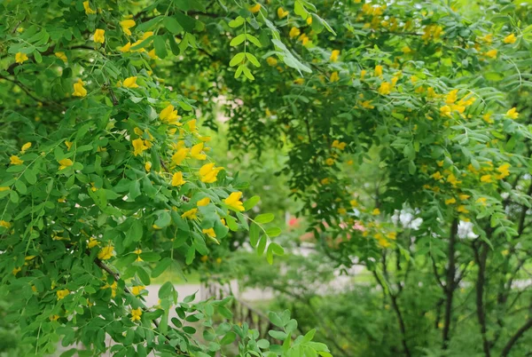 Gelber Frühlingsakazienstrauch Blüte — Stockfoto