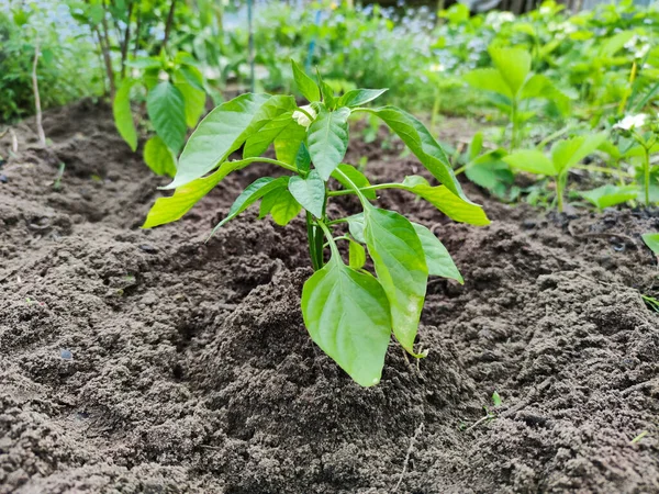 Mudas Pimenta Jardim Brotos Jovens Pimentão Primavera Plantar Pimenta Mudas — Fotografia de Stock
