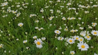 Vahşi çayır, papatya tarlası, yaz günü. Doğal çevre, papatya çayı, küçük, beyaz, şifalı bitkiler. Videolar ve yakın plan çekimler..