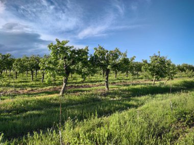 Elma bahçesi, baharda eski ağaçlar. Yeşil ağaçlardan oluşan bir bahçe. Yağmurdan önce gök gürültülü bir fırtına var. Bahçe konsepti.