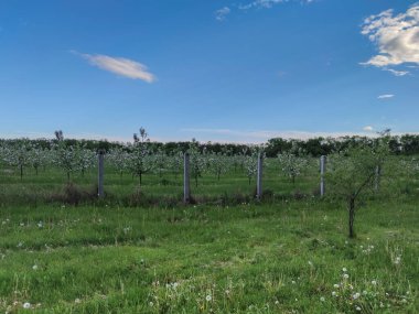 Çiçek açan elma bahçeleri, baharda genç ağaçlar. Güneşli bir gün. Bahçe konsepti