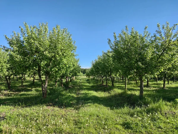 Elma bahçesi, baharda eski ağaçlar. Yeşil ağaçlardan oluşan bir bahçe. Güneşli bir gün. Bahçe konsepti.