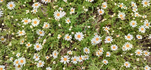 Small Daisies Background Field Chamomile Meadow White Carpet Chamomile Flowers — Stock Photo, Image