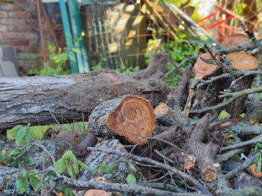Erik yakacak odun, dallar. Ahşap, 30 yıllık eriğin yosunu..